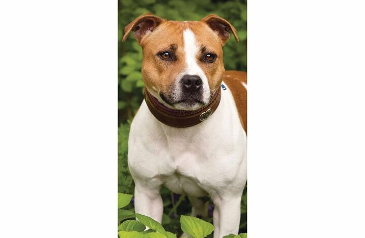 Staffordshire Bull Terrier Slim Calendar 2026