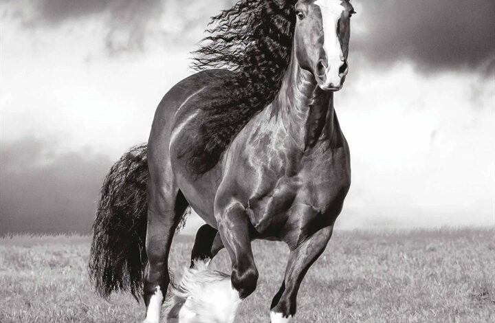 The Noble Horse