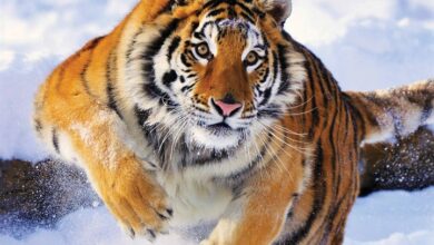 Tigers Calendar 2026