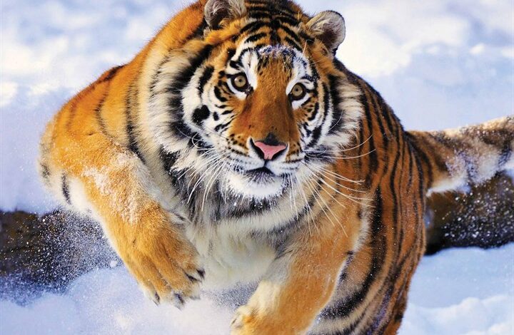 Tigers Calendar 2026