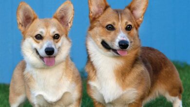 Welsh Corgis Calendar 2026