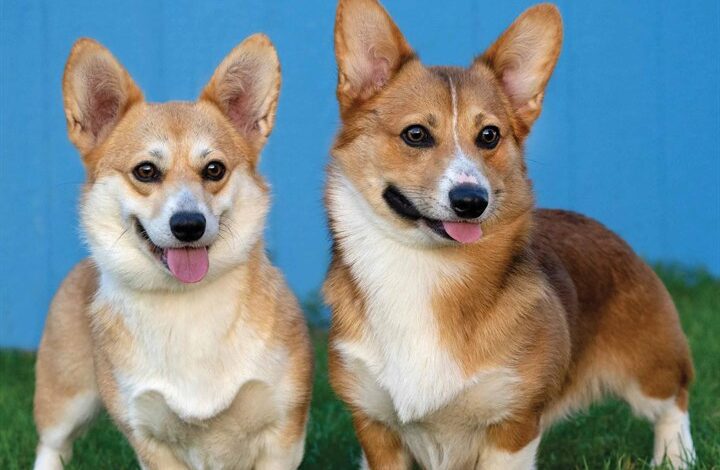 Welsh Corgis Calendar 2026