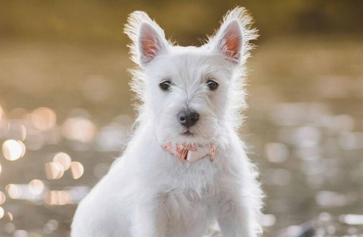 West Highland White Terrier Puppies Mini Calendar 2026
