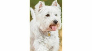 West Highland White Terrier Slim Calendar 2026