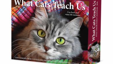What Cats Teach Us Desk Calendar 2026