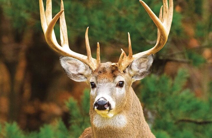 White-Tailed Deer Calendar 2026