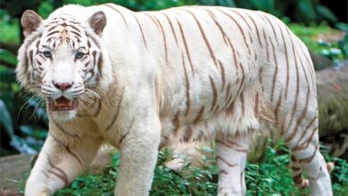 White Tigers Calendar 2026