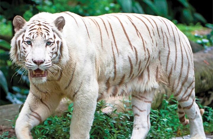 White Tigers Calendar 2026