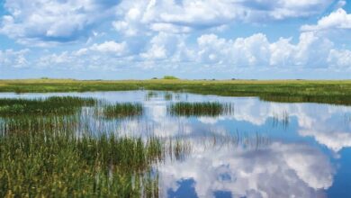 Wild & Scenic Florida Calendar 2026