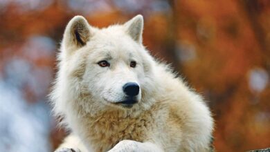 Wolves Mini Calendar 2026