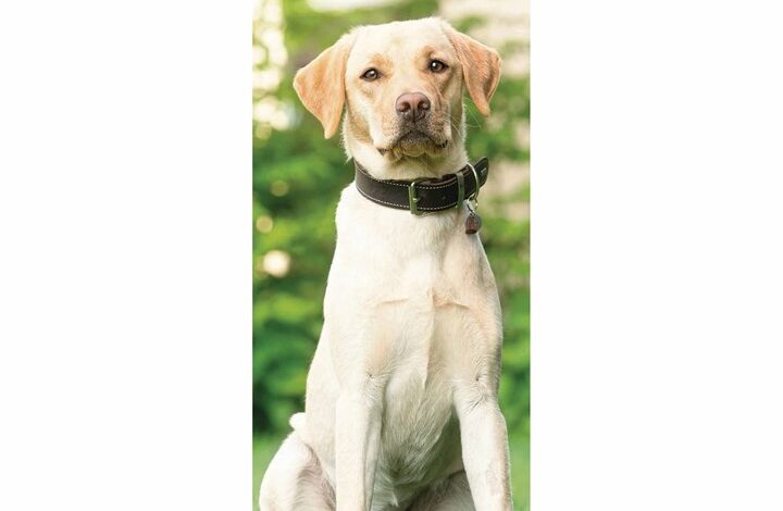 Yellow Labrador Retriever Slim Calendar 2026