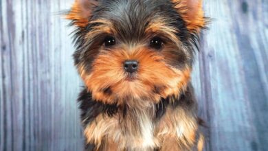 Yorkshire Terrier Puppies Mini Calendar 2026