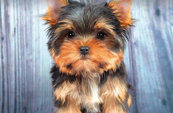Yorkshire Terrier Puppies Mini Calendar 2026
