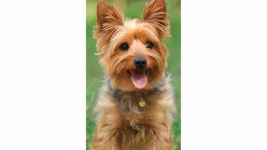 Yorkshire Terrier Slim Calendar 2026