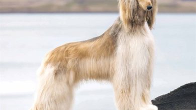 Afghan Calendar 2026