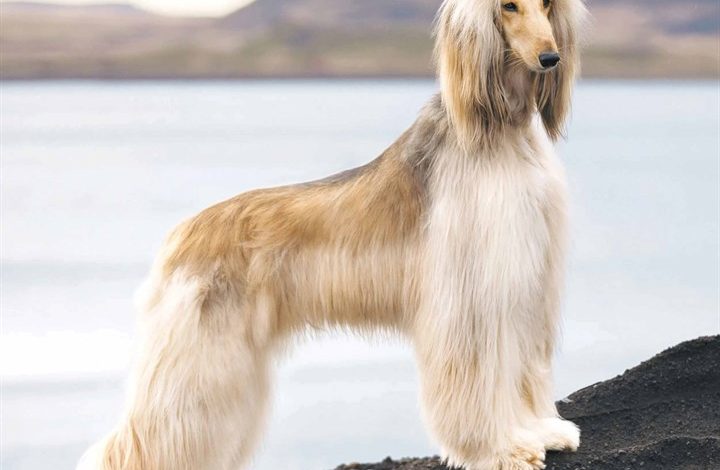 Afghan Calendar 2026