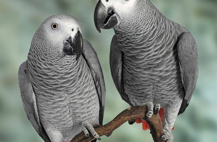 African Greys Calendar 2026