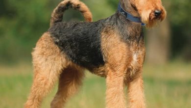 Airedale Terrier Calendar 2026