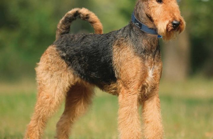 Airedale Terrier Calendar 2026