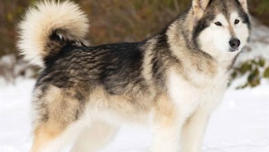 Alaskan Malamute Calendar 2026
