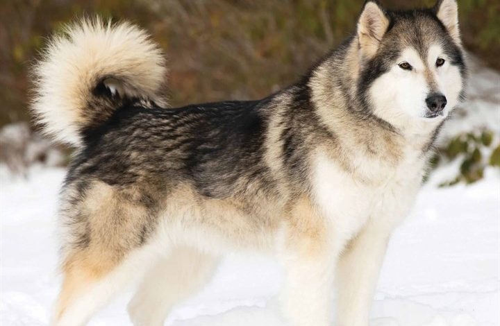 Alaskan Malamute Calendar 2026