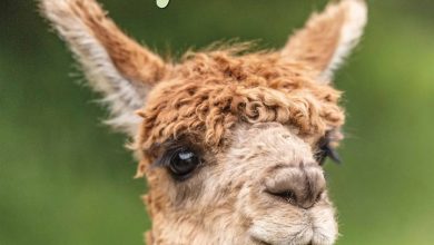 Alpacas Calendar 2026