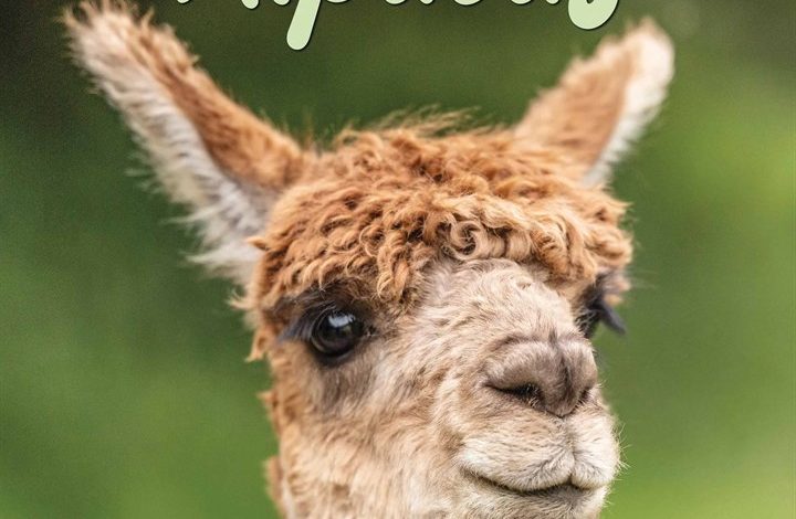 Alpacas Calendar 2026