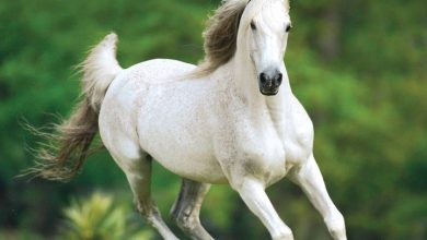 Arabian Horses Calendar 2026