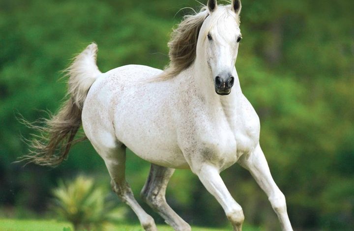 Arabian Horses Calendar 2026