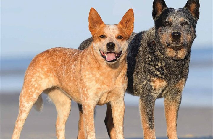 Australian Cattle Dog Calendar 2026