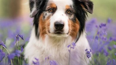 Australian Shepherd Calendar 2026