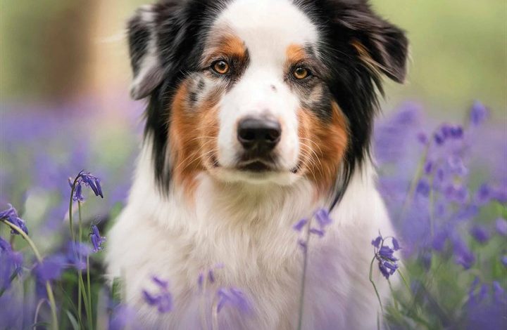 Australian Shepherd Calendar 2026