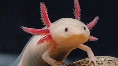 Axolotls Calendar 2026