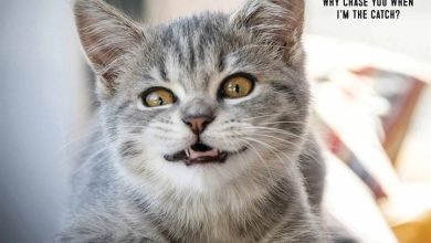 Bad Kitties Calendar 2026