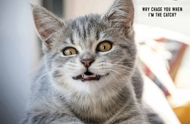 Bad Kitties Calendar 2026