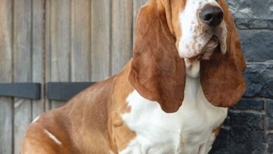 Basset Hound Calendar 2026