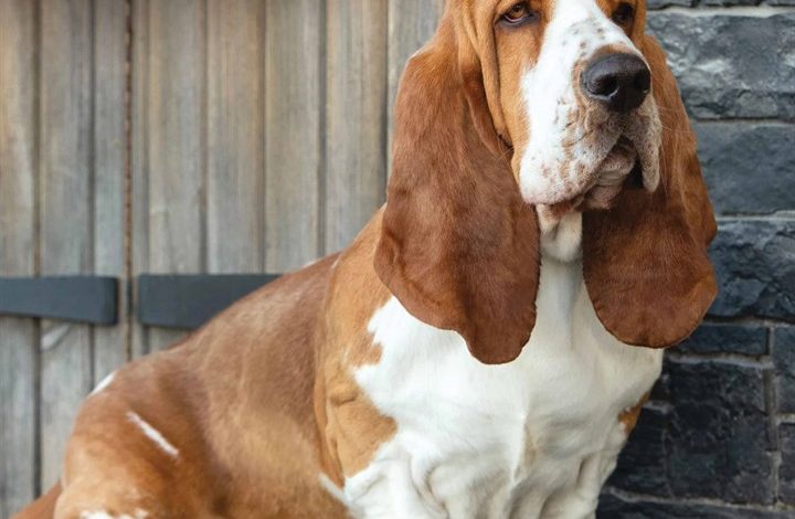 Basset Hound Calendar 2026