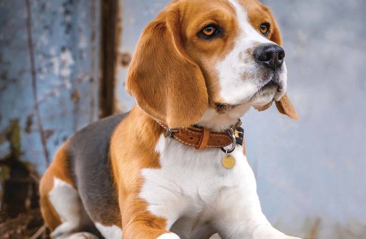 Beagle Calendar 2026