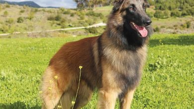 Belgian Shepherd Dog Calendar 2026