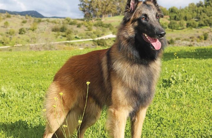 Belgian Shepherd Dog Calendar 2026