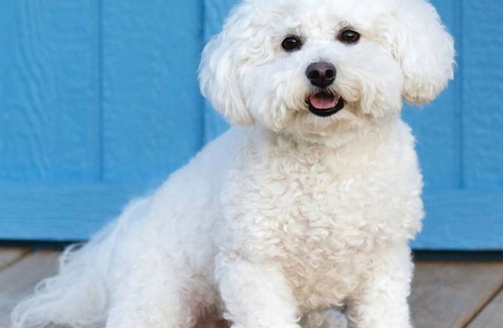 Bichon Frisé Calendar 2026