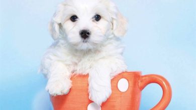 Bichon Frisé Puppies Mini Calendar 2026