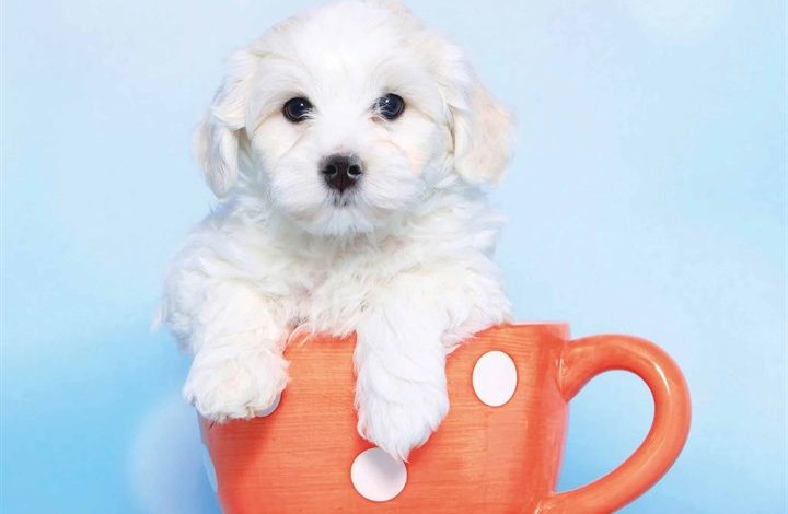 Bichon Frisé Puppies Mini Calendar 2026