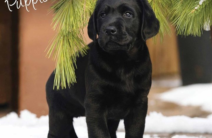 Black Labrador Retriever Puppies Calendar 2026