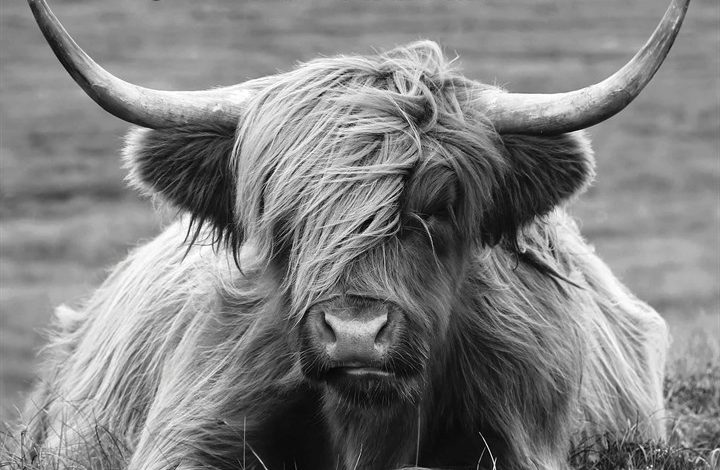 Black & White Highland Cows Calendar 2026