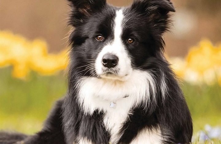 Border Collie Calendar 2026