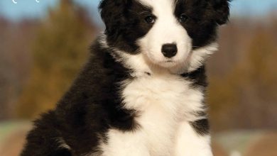 Border Collie Puppies Calendar 2026