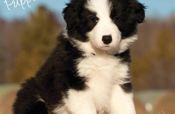 Border Collie Puppies Calendar 2026