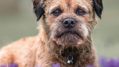 Border Terrier Calendar 2026