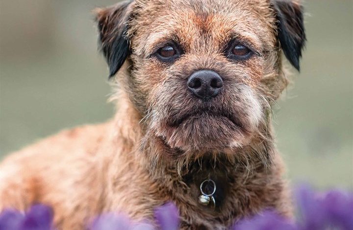 Border Terrier Calendar 2026